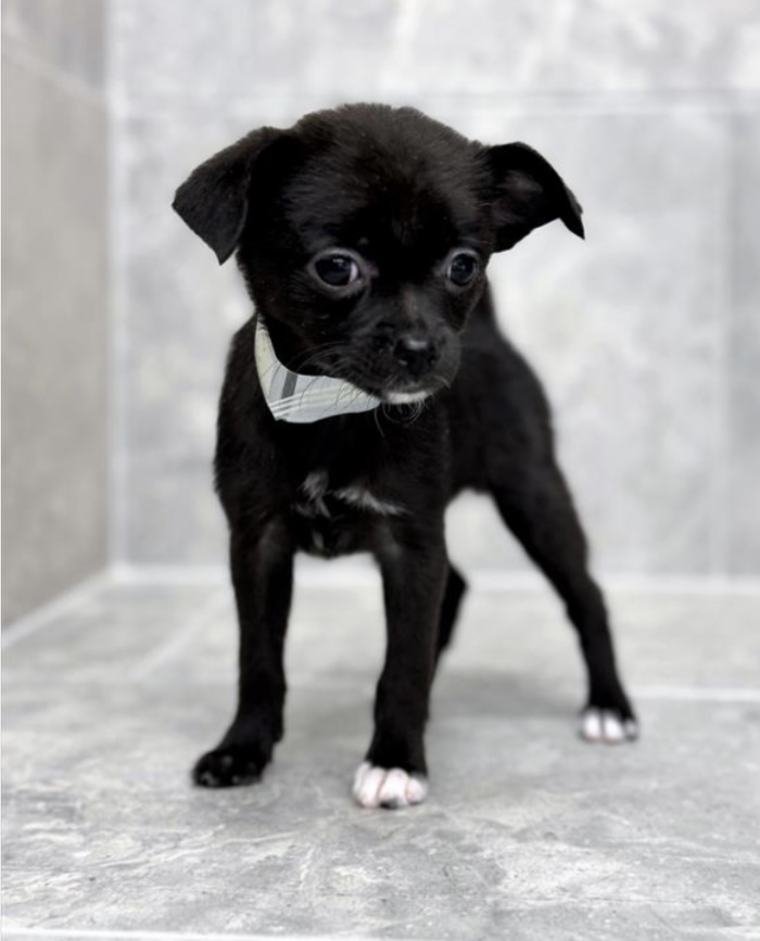 puppy, for, sale, Pomchi, Nationwide Puppies  , dog, breeder, New York, NY, dog-breeder, puppy-for-sale, forsale, nearby, find, puppyfind, locator, puppylocator, aca