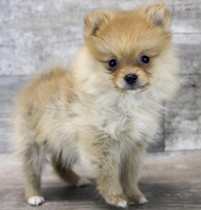 puppy, for, sale, Pomeranian, Nationwide Puppies  , dog, breeder, New York, NY, dog-breeder, puppy-for-sale, forsale, nearby, find, puppyfind, locator, puppylocator, aca