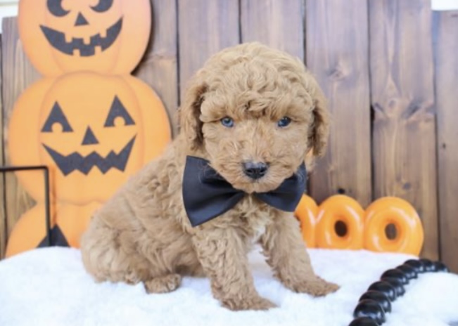 puppy, for, sale, Toy Poodle, Nationwide Puppies  , dog, breeder, New York, NY, dog-breeder, puppy-for-sale, forsale, nearby, find, puppyfind, locator, puppylocator, aca