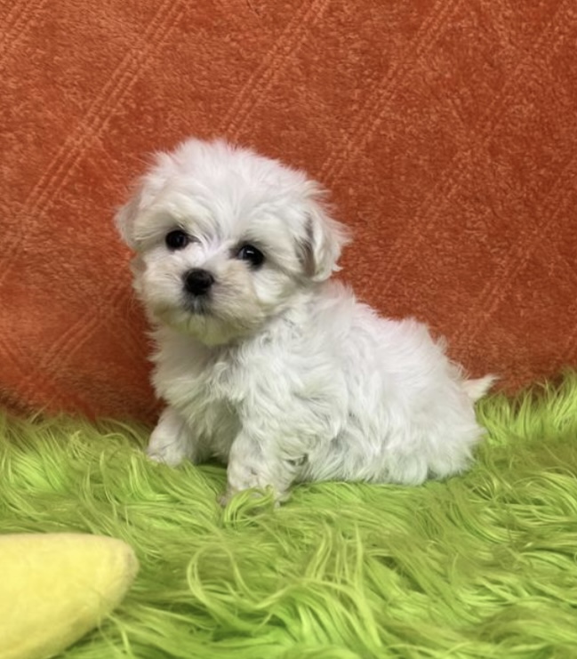 puppy, for, sale, Maltese, Nationwide Puppies  , dog, breeder, New York, NY, dog-breeder, puppy-for-sale, forsale, nearby, find, puppyfind, locator, puppylocator, aca