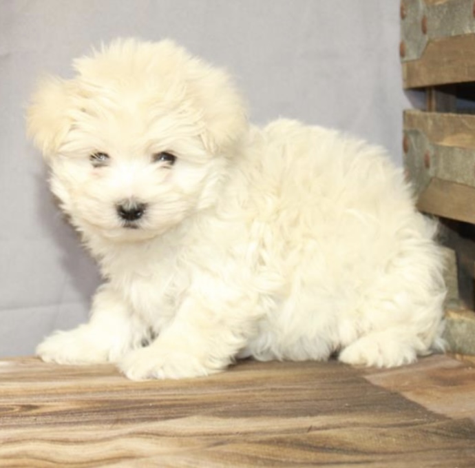 puppy, for, sale, Morkie, Nationwide Puppies  , dog, breeder, New York, NY, dog-breeder, puppy-for-sale, forsale, nearby, find, puppyfind, locator, puppylocator, aca