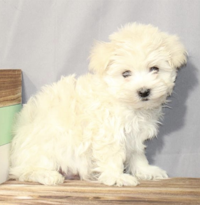 puppy, for, sale, Morkie, Nationwide Puppies  , dog, breeder, New York, NY, dog-breeder, puppy-for-sale, forsale, nearby, find, puppyfind, locator, puppylocator, aca