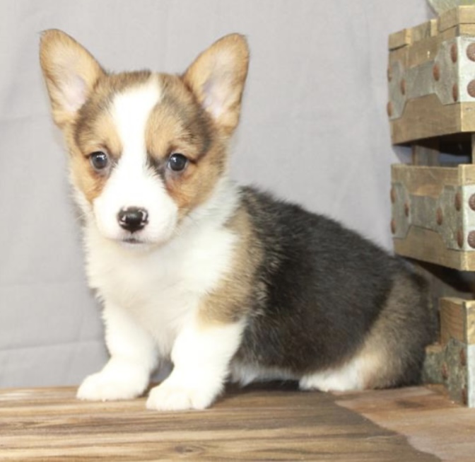 puppy, for, sale, Pembroke Welsh Corgi, Nationwide Puppies  , dog, breeder, New York, NY, dog-breeder, puppy-for-sale, forsale, nearby, find, puppyfind, locator, puppylocator, aca