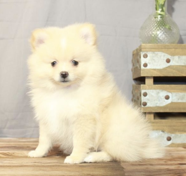 puppy, for, sale, Pomeranian, Nationwide Puppies  , dog, breeder, New York, NY, dog-breeder, puppy-for-sale, forsale, nearby, find, puppyfind, locator, puppylocator, aca