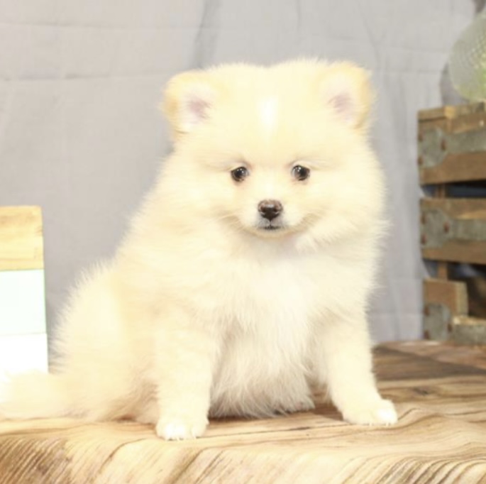 puppy, for, sale, Pomeranian, Nationwide Puppies  , dog, breeder, New York, NY, dog-breeder, puppy-for-sale, forsale, nearby, find, puppyfind, locator, puppylocator, aca