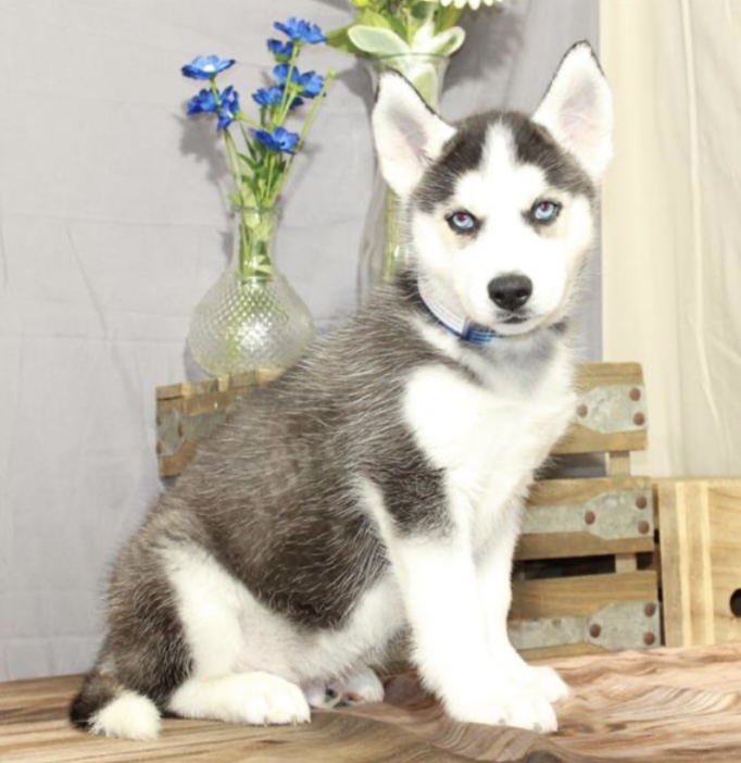 puppy, for, sale, Siberian Husky, Nationwide Puppies  , dog, breeder, New York, NY, dog-breeder, puppy-for-sale, forsale, nearby, find, puppyfind, locator, puppylocator, aca