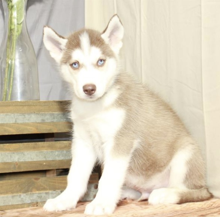 puppy, for, sale, Siberian Husky, Nationwide Puppies  , dog, breeder, New York, NY, dog-breeder, puppy-for-sale, forsale, nearby, find, puppyfind, locator, puppylocator, aca