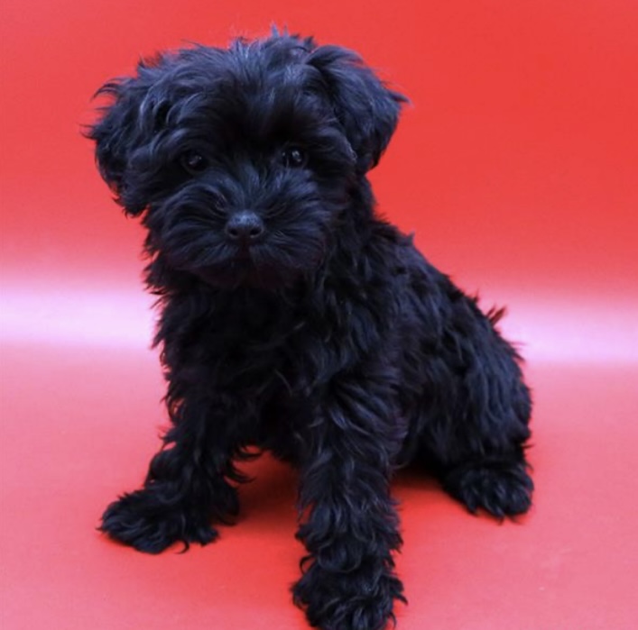 puppy, for, sale, Yorkiepoo, Nationwide Puppies  , dog, breeder, New York, NY, dog-breeder, puppy-for-sale, forsale, nearby, find, puppyfind, locator, puppylocator, aca