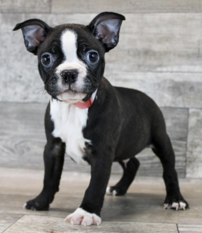 puppy, for, sale, Boston Terrier, Nationwide Puppies  , dog, breeder, New York, NY, dog-breeder, puppy-for-sale, forsale, nearby, find, puppyfind, locator, puppylocator, aca