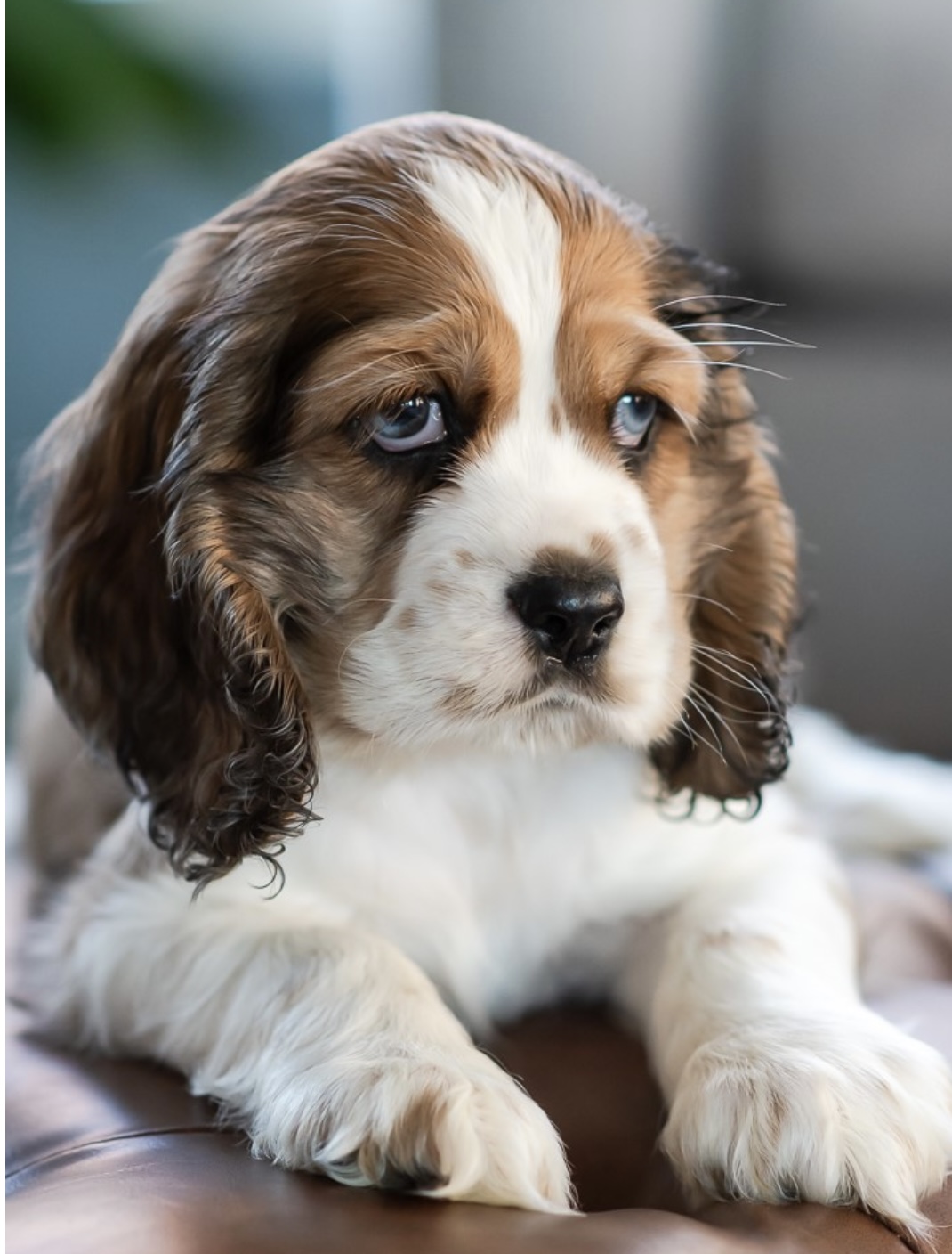 puppy, for, sale, Cocker Spaniel, Nationwide Puppies  , dog, breeder, New York, NY, dog-breeder, puppy-for-sale, forsale, nearby, find, puppyfind, locator, puppylocator, aca