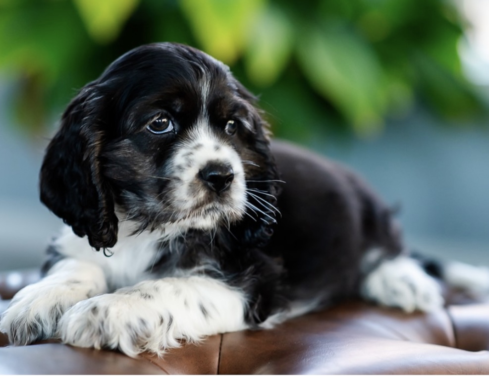 puppy, for, sale, Cocker Spaniel, Nationwide Puppies  , dog, breeder, New York, NY, dog-breeder, puppy-for-sale, forsale, nearby, find, puppyfind, locator, puppylocator, aca