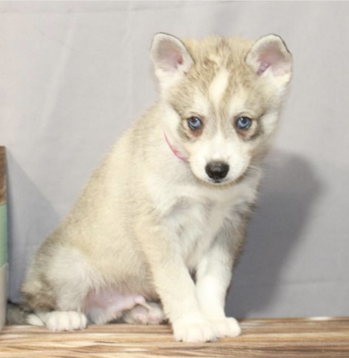 puppy, for, sale, Alaskan Klee Kai, Nationwide Puppies  , dog, breeder, New York, NY, dog-breeder, puppy-for-sale, forsale, nearby, find, puppyfind, locator, puppylocator, aca