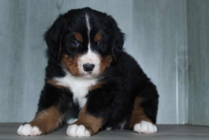 puppy, for, sale, Bernese Mountain Dog, Nationwide Puppies  , dog, breeder, New York, NY, dog-breeder, puppy-for-sale, forsale, nearby, find, puppyfind, locator, puppylocator, aca