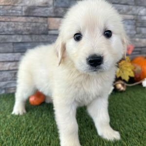 puppy, for, sale, Golden Retreiver, Nationwide Puppies  , dog, breeder, New York, NY, dog-breeder, puppy-for-sale, forsale, nearby, find, puppyfind, locator, puppylocator, aca