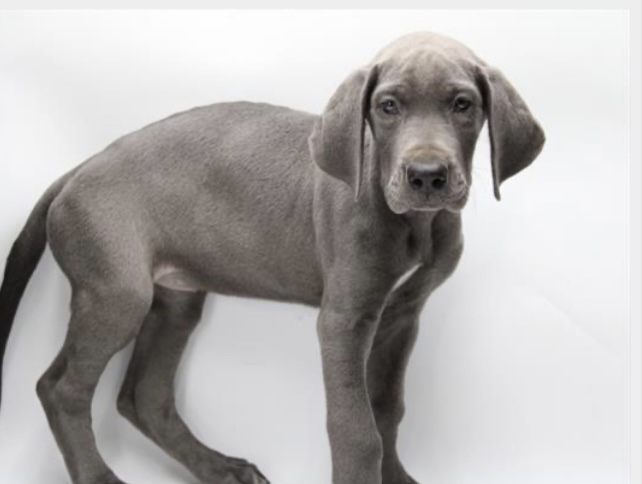 puppy, for, sale, Great Dane, Nationwide Puppies  , dog, breeder, New York, NY, dog-breeder, puppy-for-sale, forsale, nearby, find, puppyfind, locator, puppylocator, aca