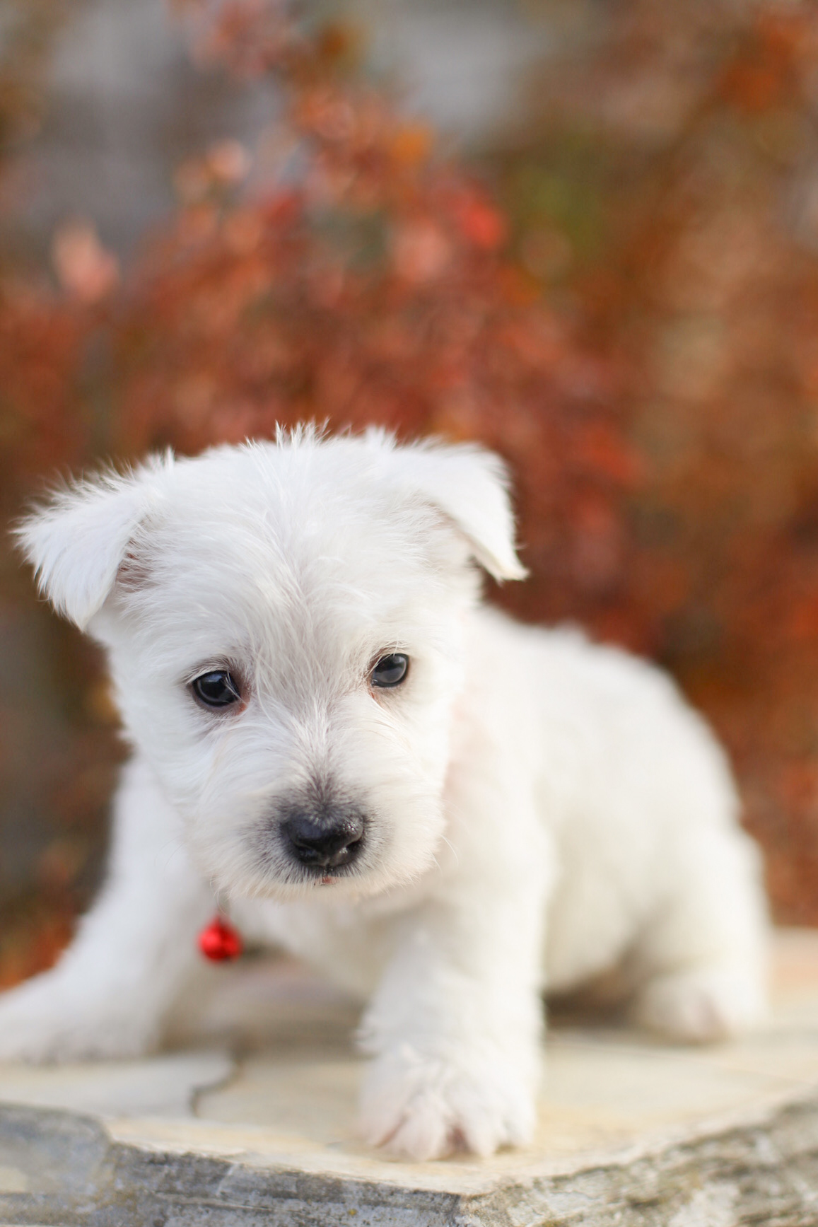 puppy, for, sale, West Highland White Terrier, Kerek & Marisa  Martin, dog, breeder, Mount Joy, PA, dog-breeder, puppy-for-sale, forsale, nearby, find, puppyfind, locator, puppylocator, aca