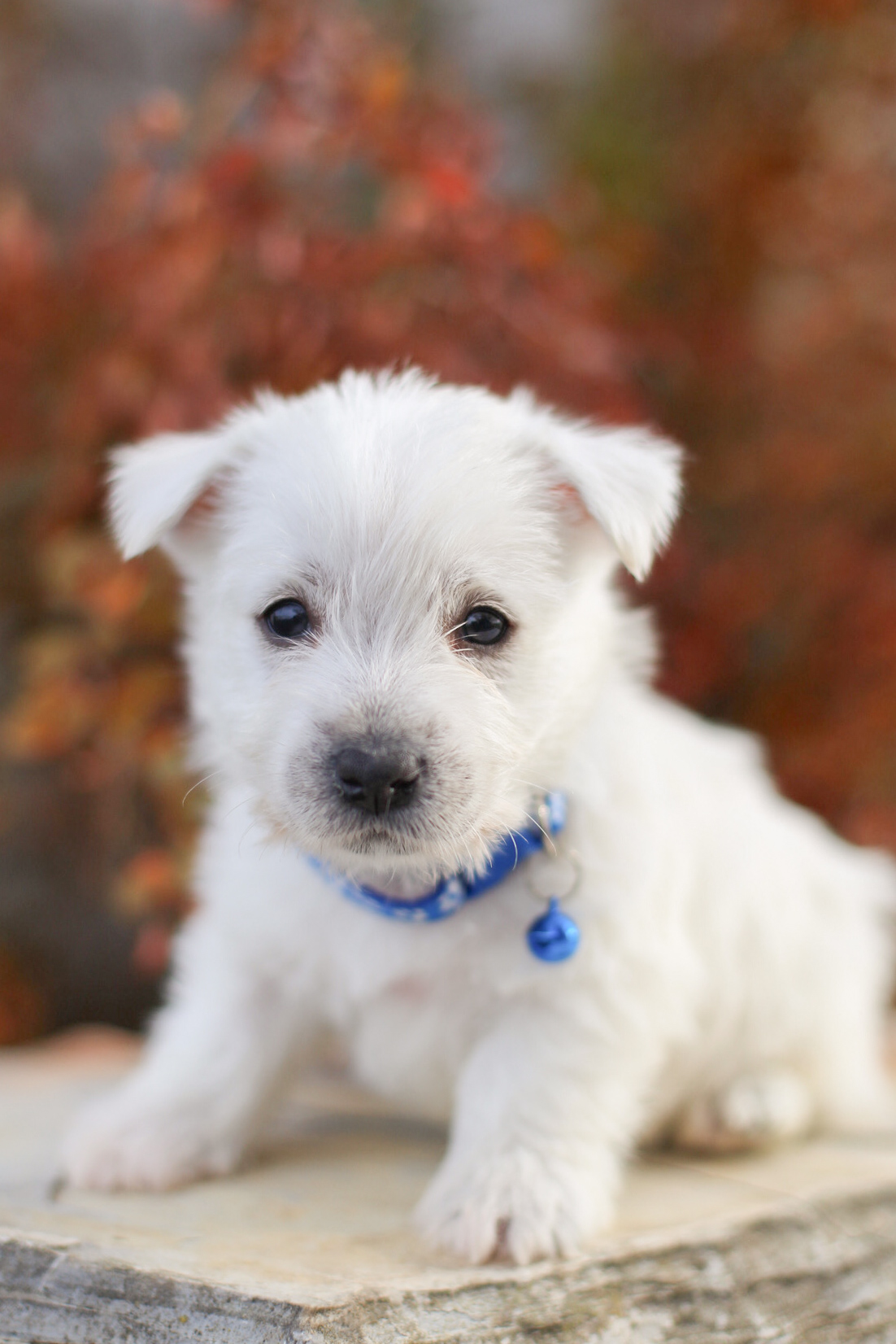 puppy, for, sale, West Highland White Terrier, Kerek & Marisa  Martin, dog, breeder, Mount Joy, PA, dog-breeder, puppy-for-sale, forsale, nearby, find, puppyfind, locator, puppylocator, aca