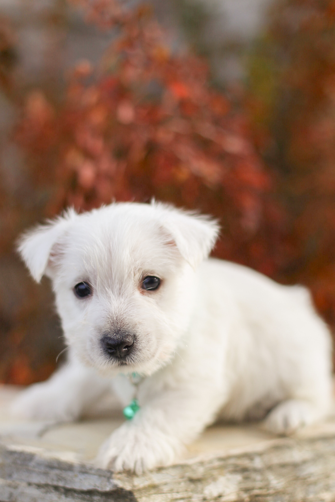 puppy, for, sale, West Highland White Terrier, Kerek & Marisa  Martin, dog, breeder, Mount Joy, PA, dog-breeder, puppy-for-sale, forsale, nearby, find, puppyfind, locator, puppylocator, aca