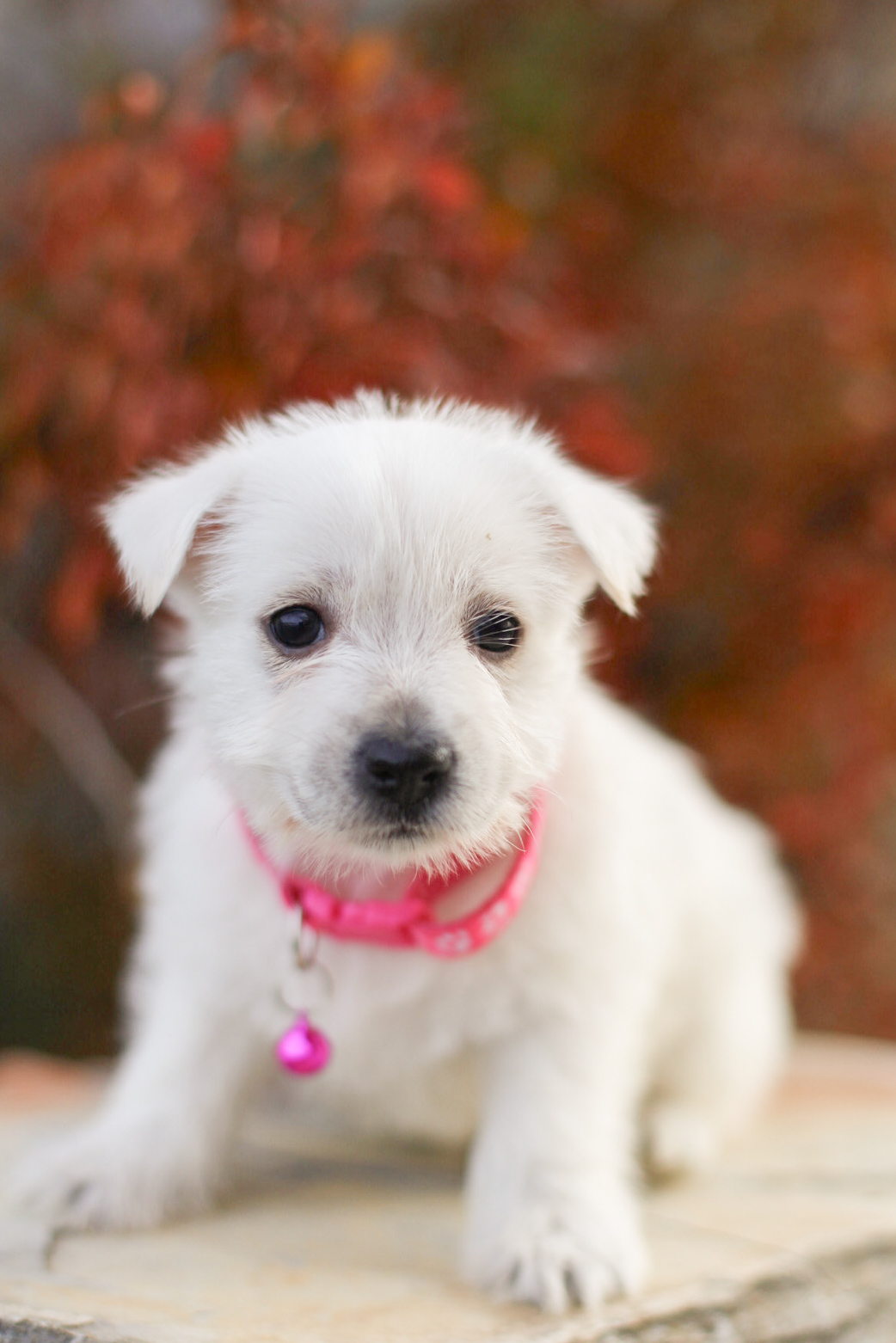 puppy, for, sale, West Highland White Terrier, Kerek & Marisa  Martin, dog, breeder, Mount Joy, PA, dog-breeder, puppy-for-sale, forsale, nearby, find, puppyfind, locator, puppylocator, aca