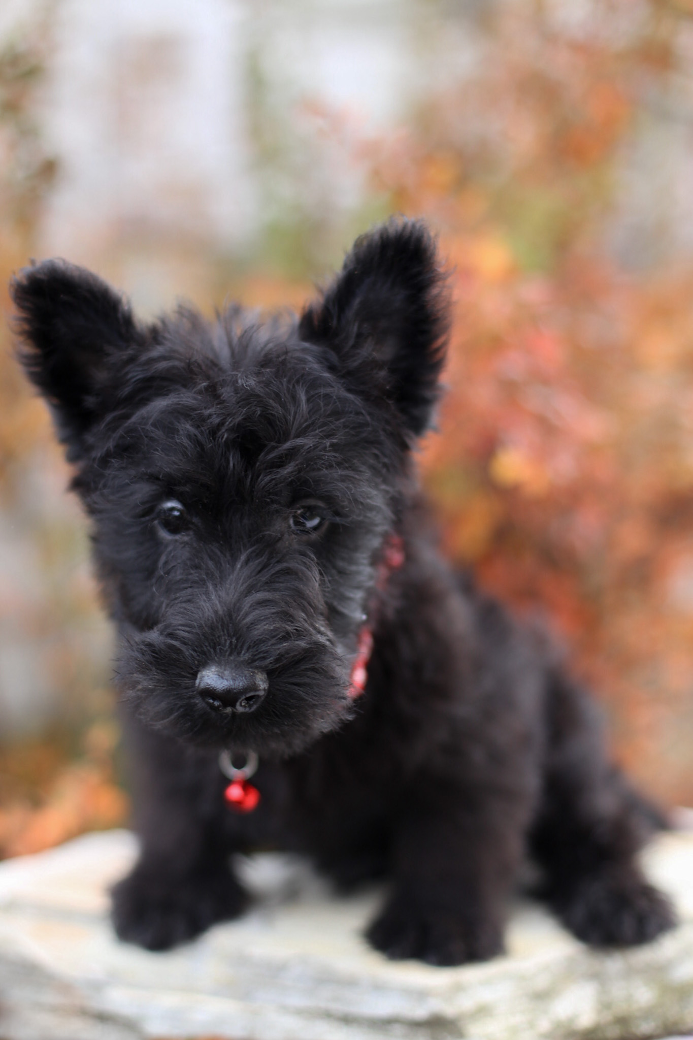 puppy, for, sale, Scottish Terrier, Kerek & Marisa  Martin, dog, breeder, Mount Joy, PA, dog-breeder, puppy-for-sale, forsale, nearby, find, puppyfind, locator, puppylocator, aca