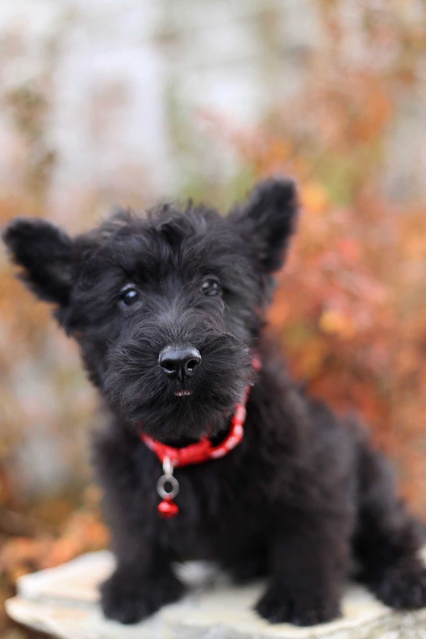 puppy, for, sale, Scottish Terrier, Kerek & Marisa  Martin, dog, breeder, Mount Joy, PA, dog-breeder, puppy-for-sale, forsale, nearby, find, puppyfind, locator, puppylocator, aca