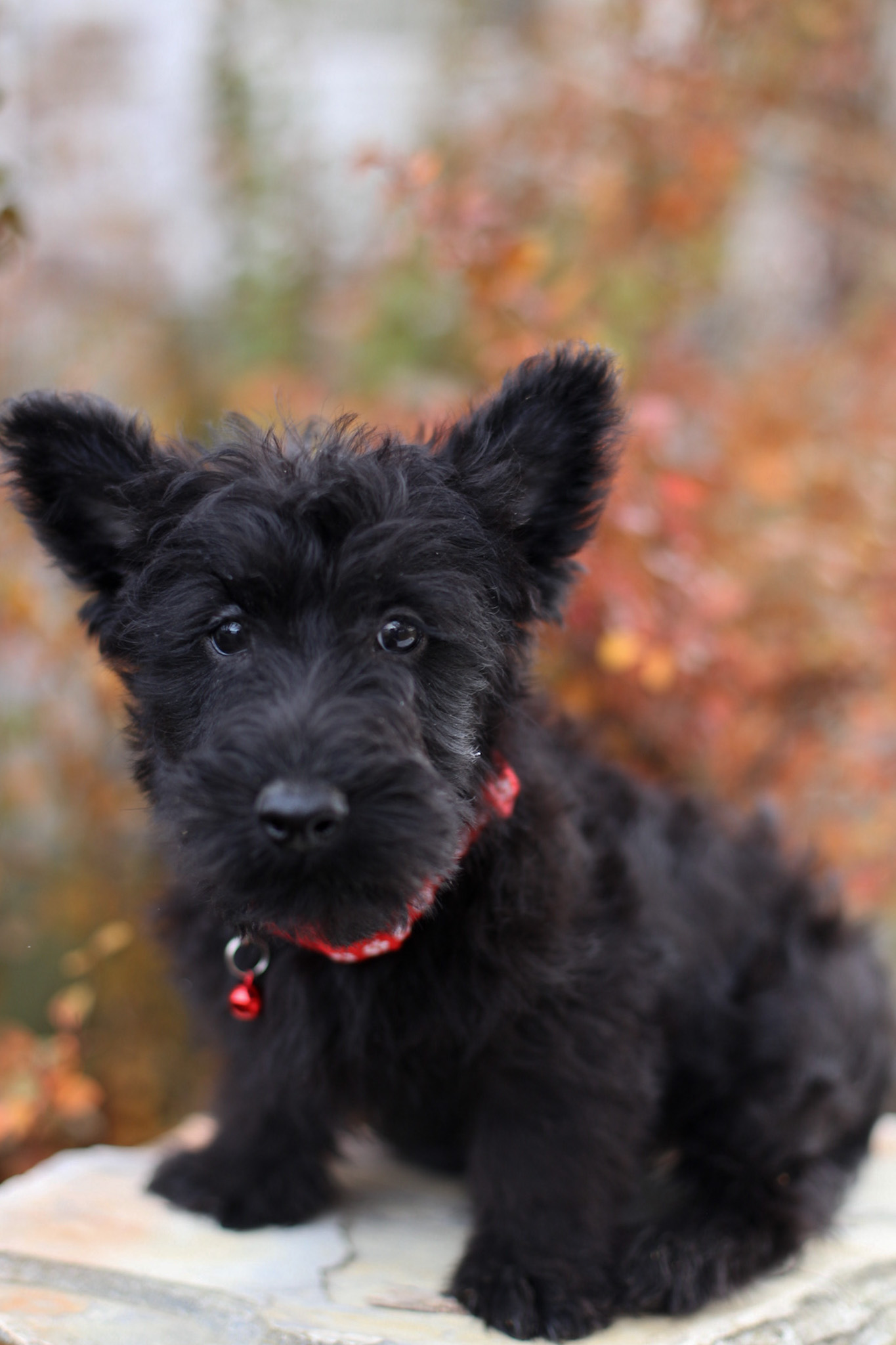 puppy, for, sale, Scottish Terrier, Kerek & Marisa  Martin, dog, breeder, Mount Joy, PA, dog-breeder, puppy-for-sale, forsale, nearby, find, puppyfind, locator, puppylocator, aca