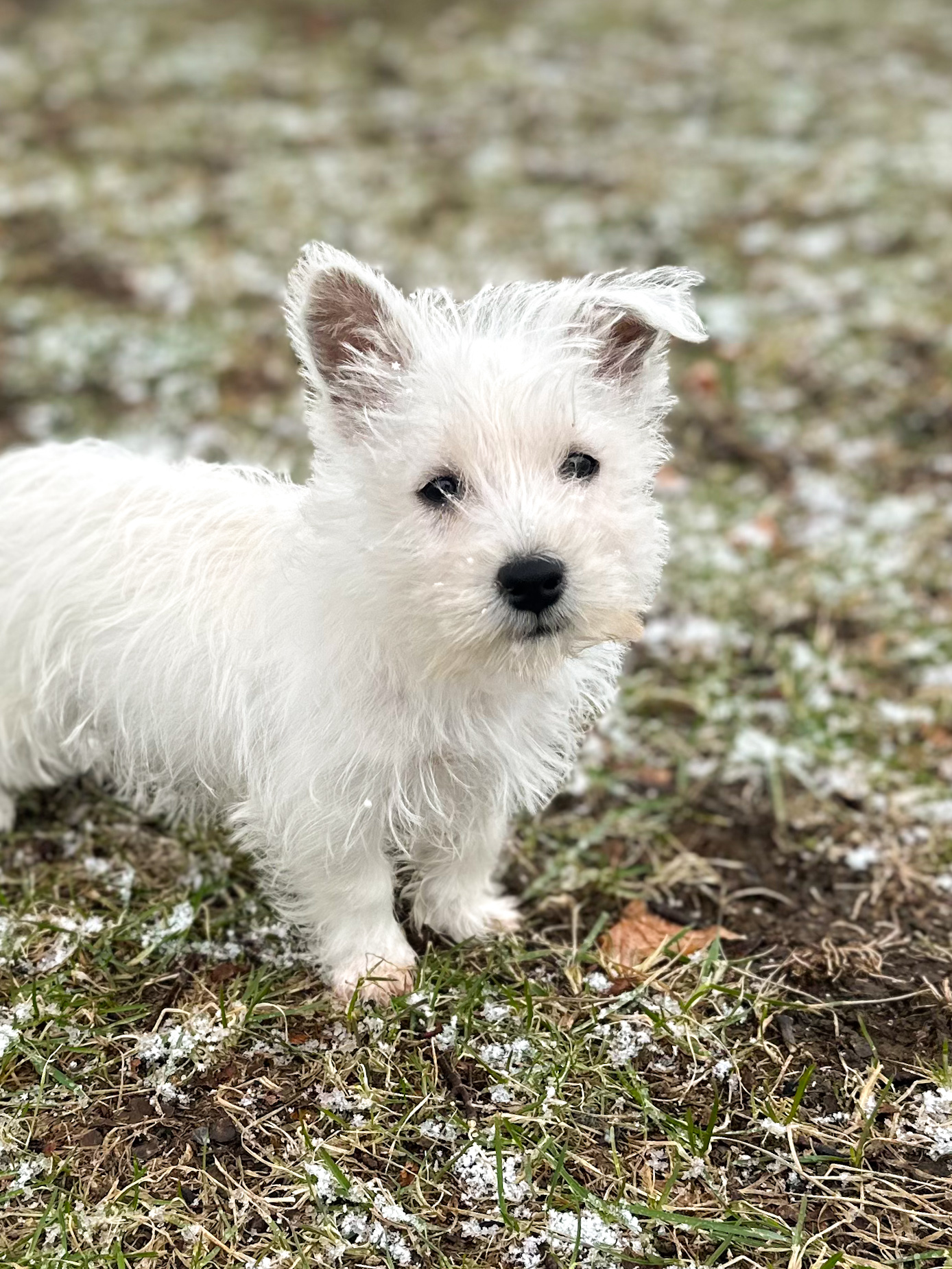 puppy, for, sale, West Highland White Terrier, Kerek & Marisa  Martin, dog, breeder, Mount Joy, PA, dog-breeder, puppy-for-sale, forsale, nearby, find, puppyfind, locator, puppylocator, aca