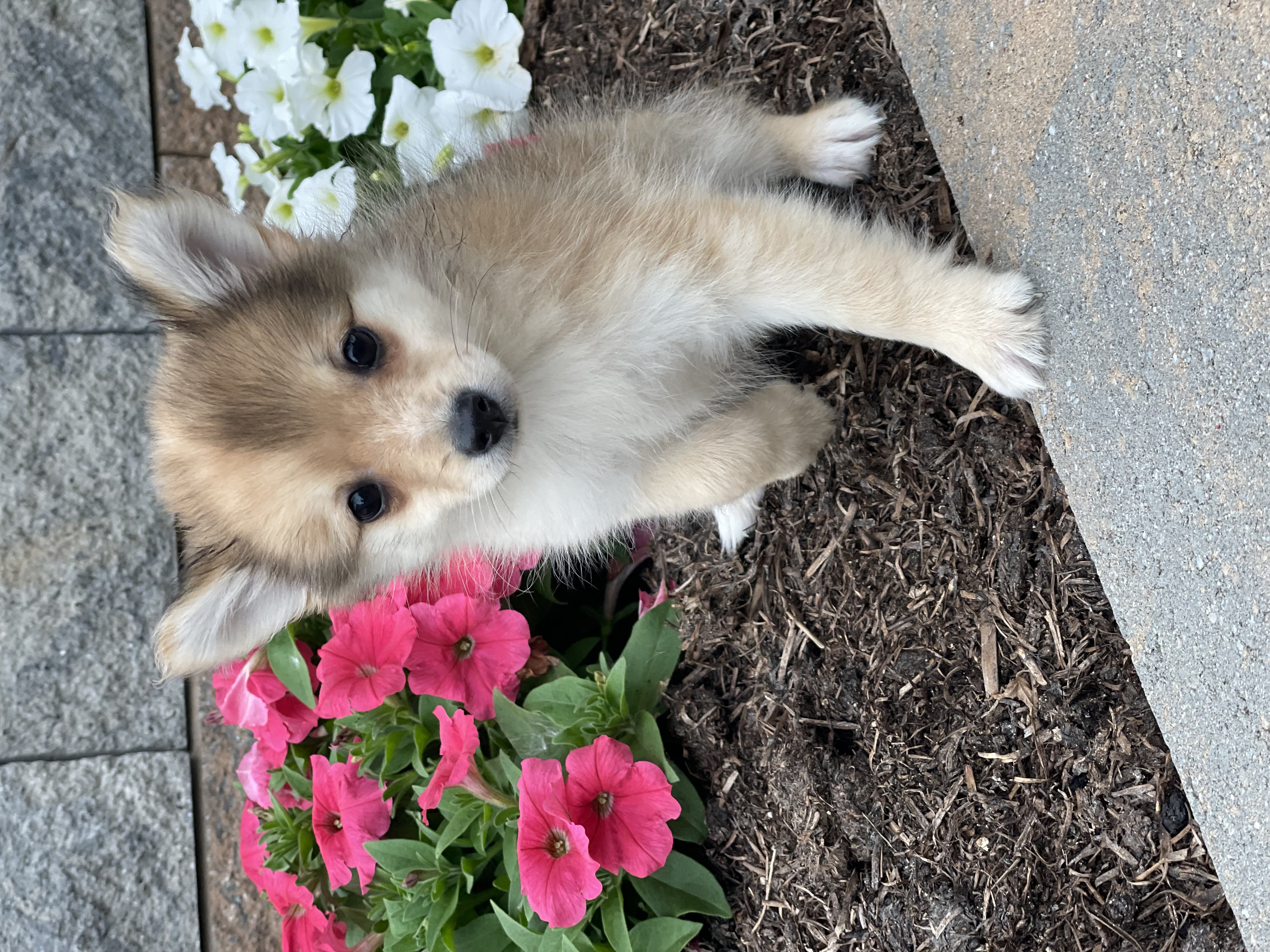 puppy, for, sale, Pomeranian, Curtis  Martin, dog, breeder, Seneca Falls, NY, dog-breeder, puppy-for-sale, forsale, nearby, find, puppyfind, locator, puppylocator, aca