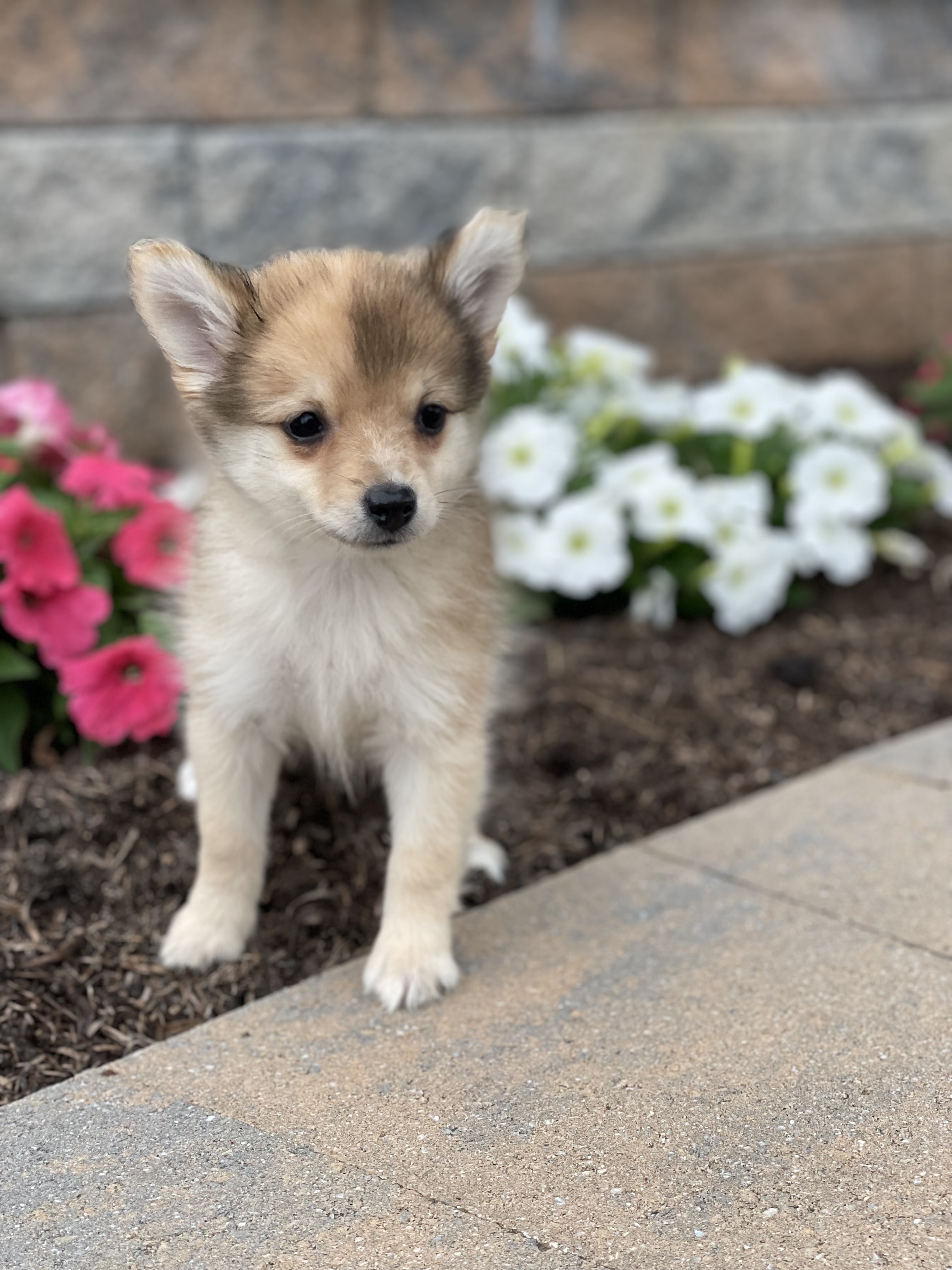 puppy, for, sale, Pomeranian, Curtis  Martin, dog, breeder, Seneca Falls, NY, dog-breeder, puppy-for-sale, forsale, nearby, find, puppyfind, locator, puppylocator, aca