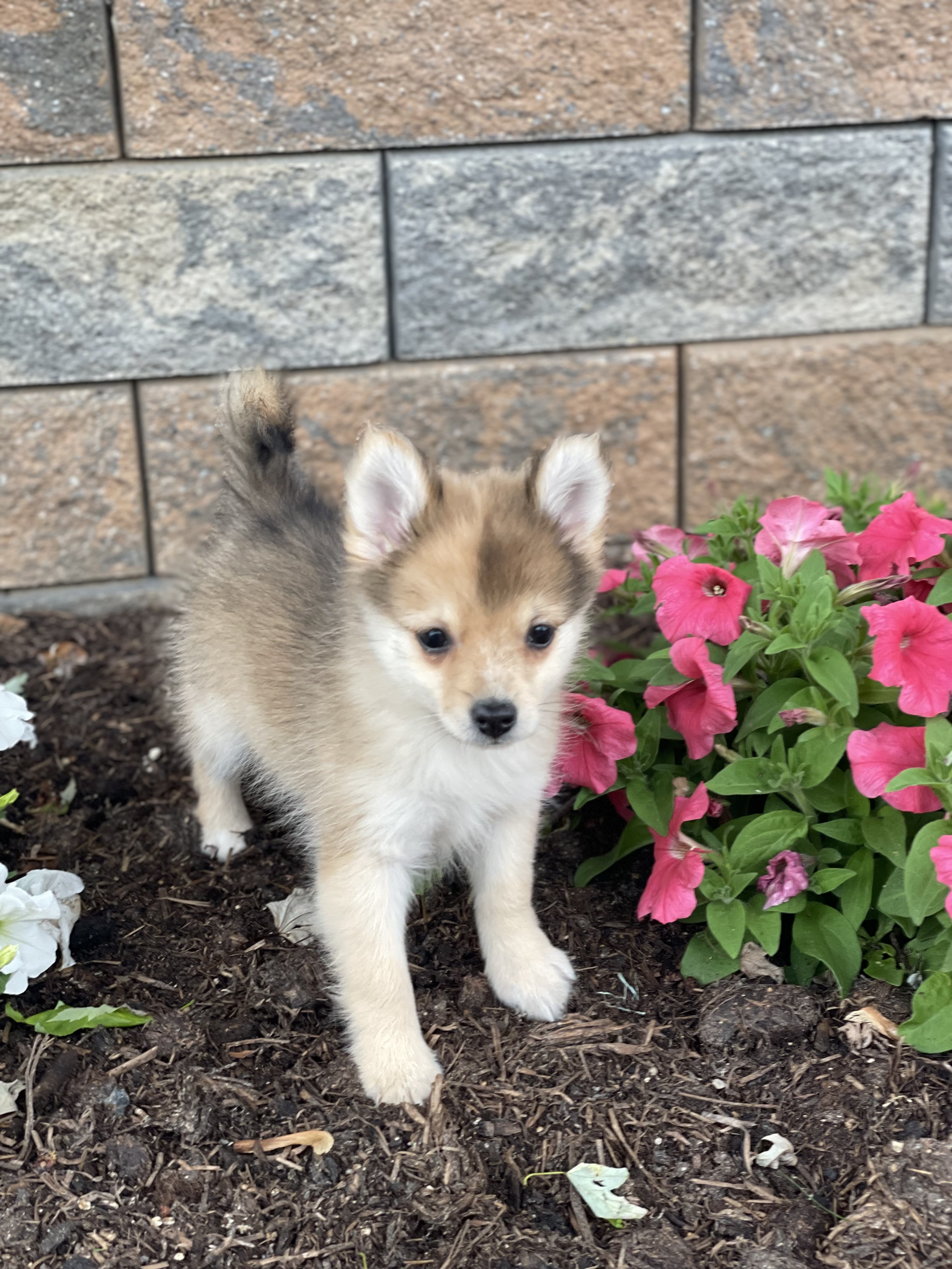 puppy, for, sale, Pomeranian, Curtis  Martin, dog, breeder, Seneca Falls, NY, dog-breeder, puppy-for-sale, forsale, nearby, find, puppyfind, locator, puppylocator, aca