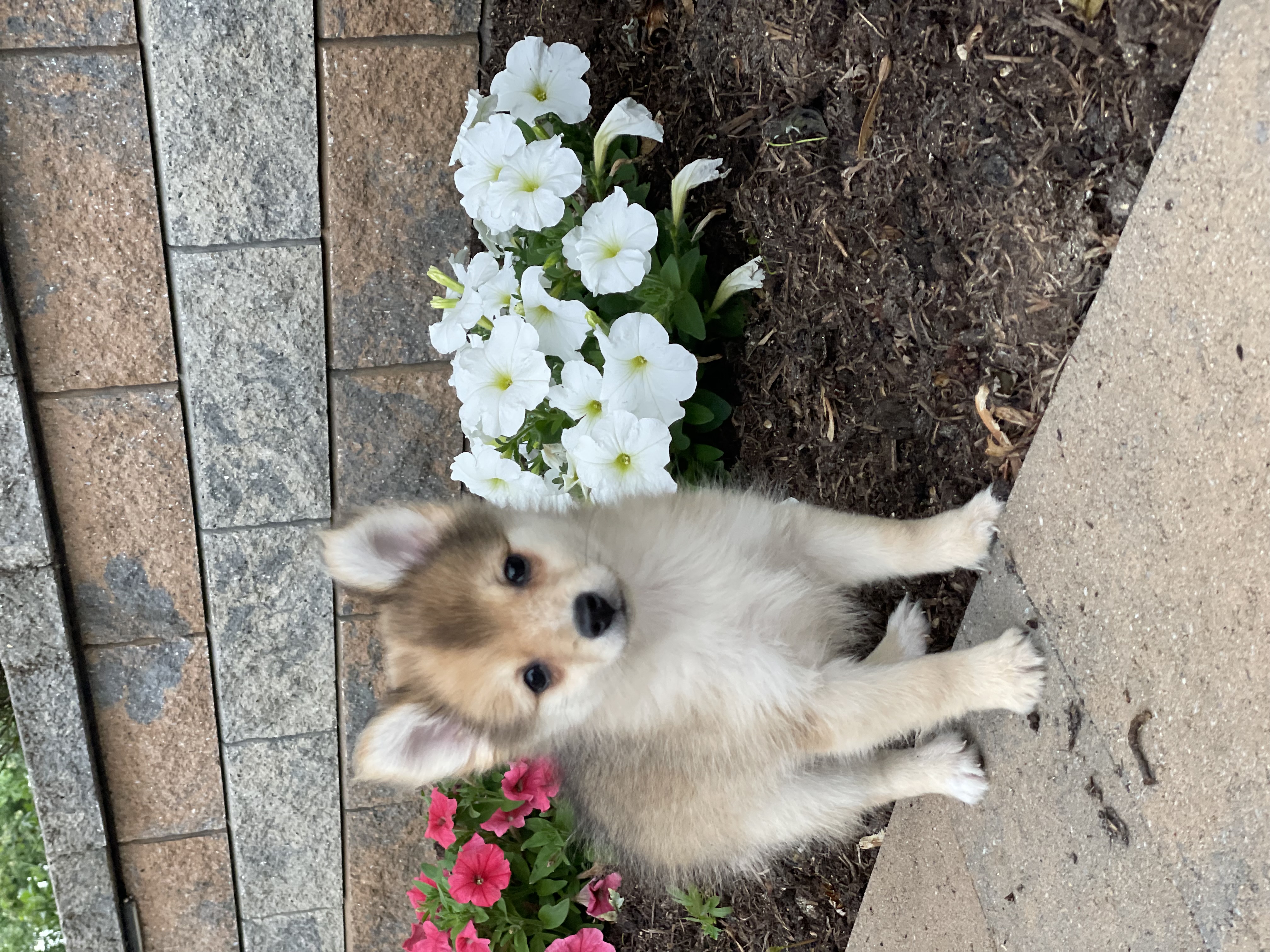 puppy, for, sale, Pomeranian, Curtis  Martin, dog, breeder, Seneca Falls, NY, dog-breeder, puppy-for-sale, forsale, nearby, find, puppyfind, locator, puppylocator, aca