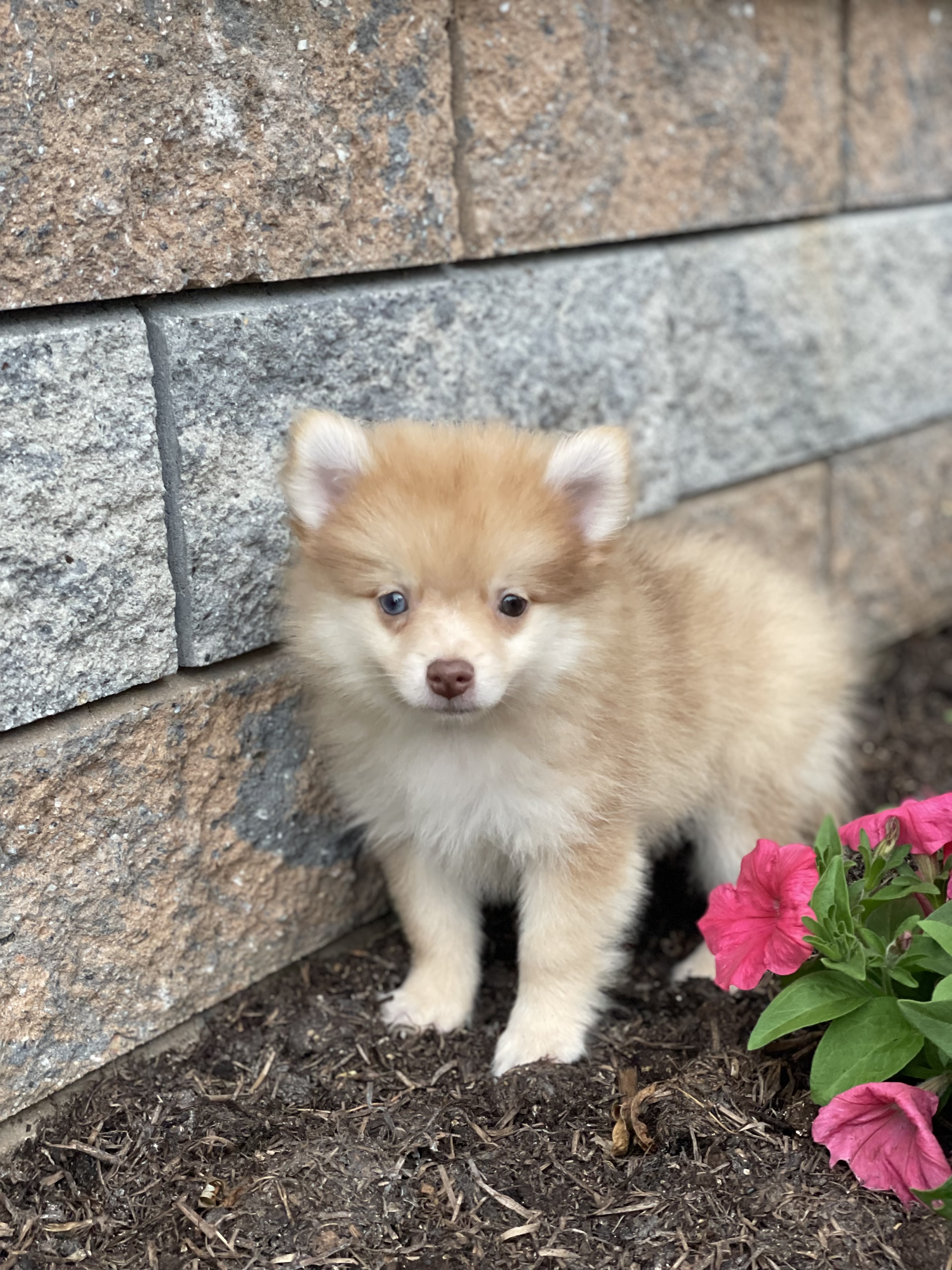 puppy, for, sale, Pomeranian, Curtis  Martin, dog, breeder, Seneca Falls, NY, dog-breeder, puppy-for-sale, forsale, nearby, find, puppyfind, locator, puppylocator, aca