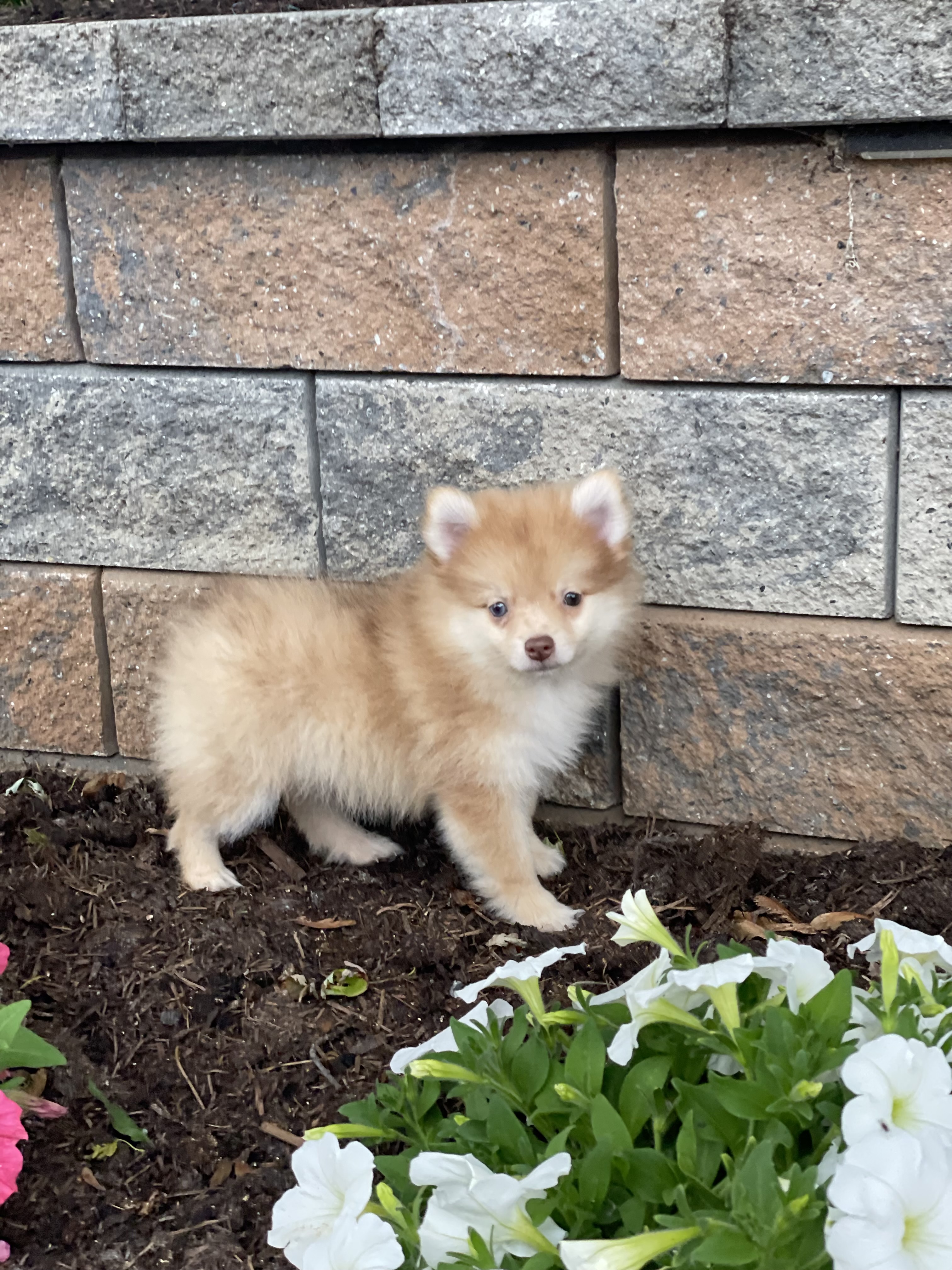 puppy, for, sale, Pomeranian, Curtis  Martin, dog, breeder, Seneca Falls, NY, dog-breeder, puppy-for-sale, forsale, nearby, find, puppyfind, locator, puppylocator, aca