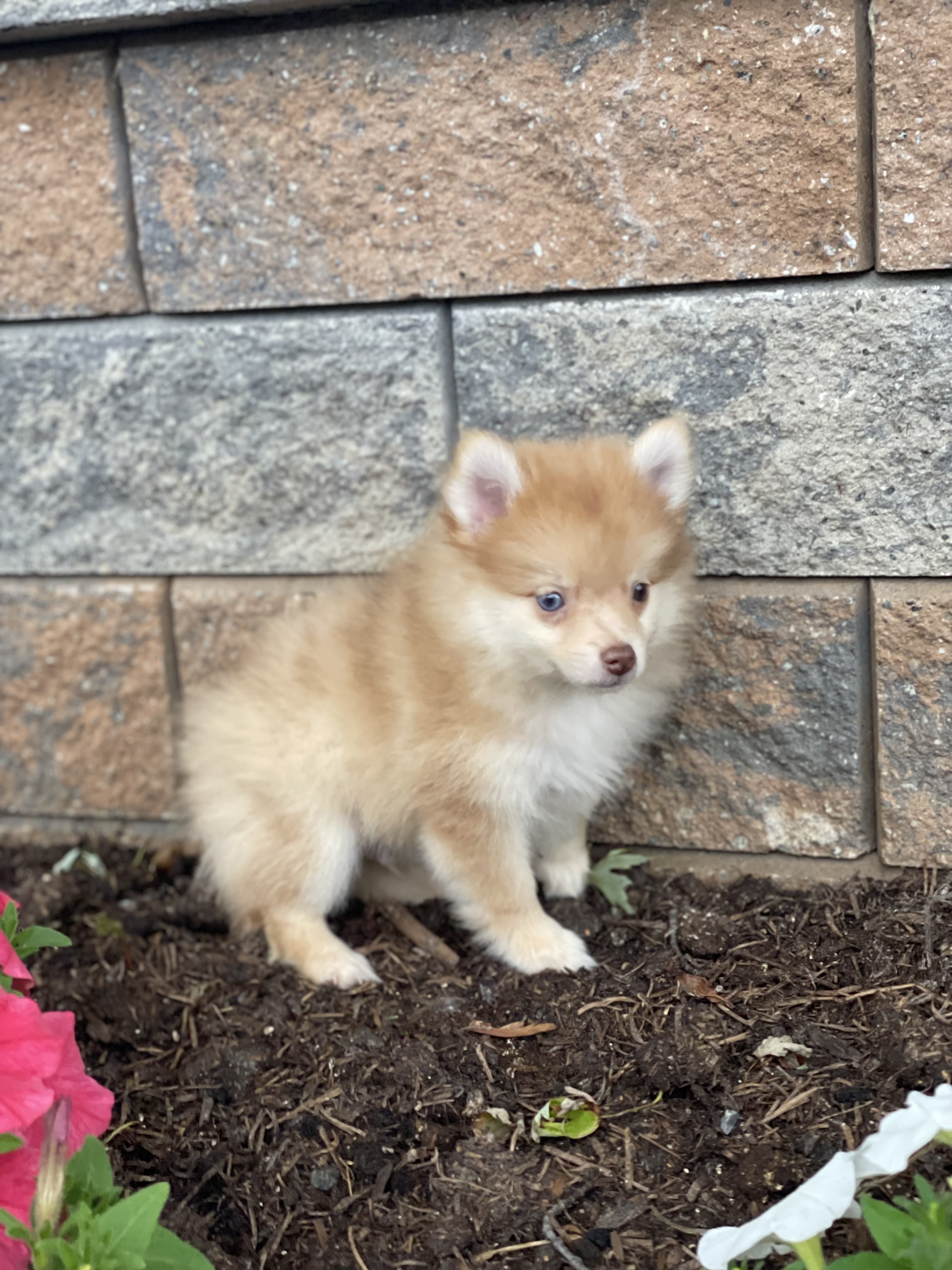 puppy, for, sale, Pomeranian, Curtis  Martin, dog, breeder, Seneca Falls, NY, dog-breeder, puppy-for-sale, forsale, nearby, find, puppyfind, locator, puppylocator, aca