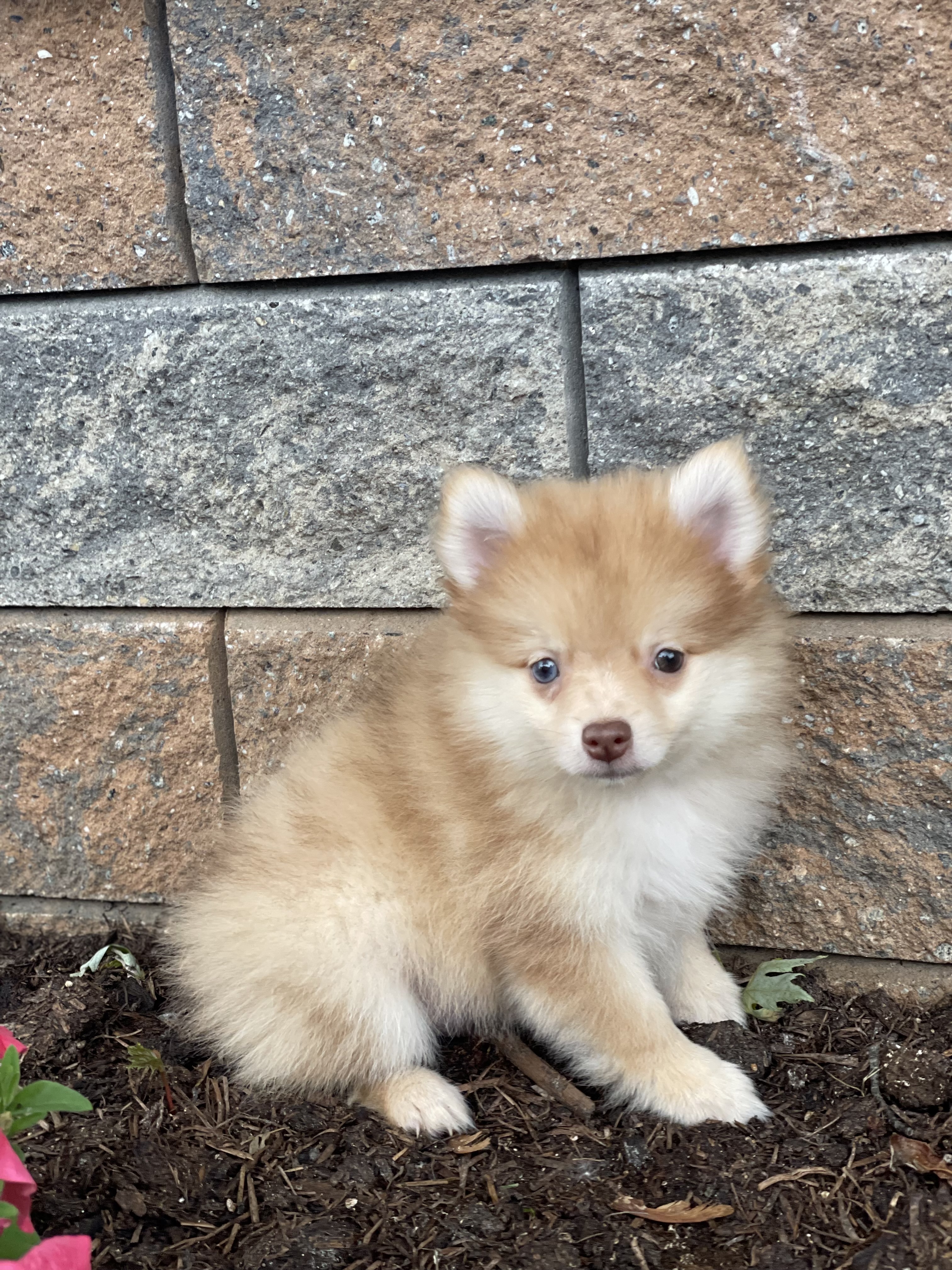 puppy, for, sale, Pomeranian, Curtis  Martin, dog, breeder, Seneca Falls, NY, dog-breeder, puppy-for-sale, forsale, nearby, find, puppyfind, locator, puppylocator, aca