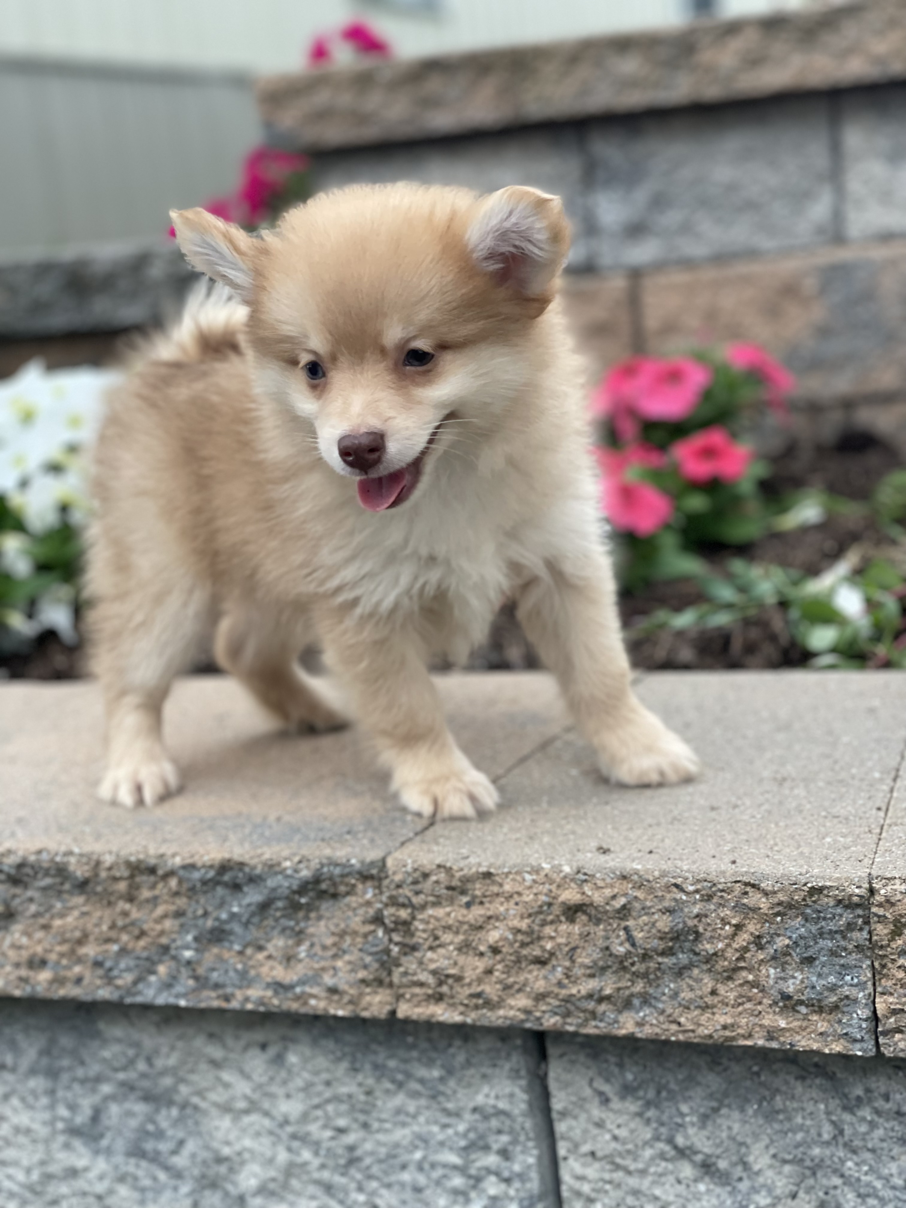 puppy, for, sale, Pomeranian, Curtis  Martin, dog, breeder, Seneca Falls, NY, dog-breeder, puppy-for-sale, forsale, nearby, find, puppyfind, locator, puppylocator, aca