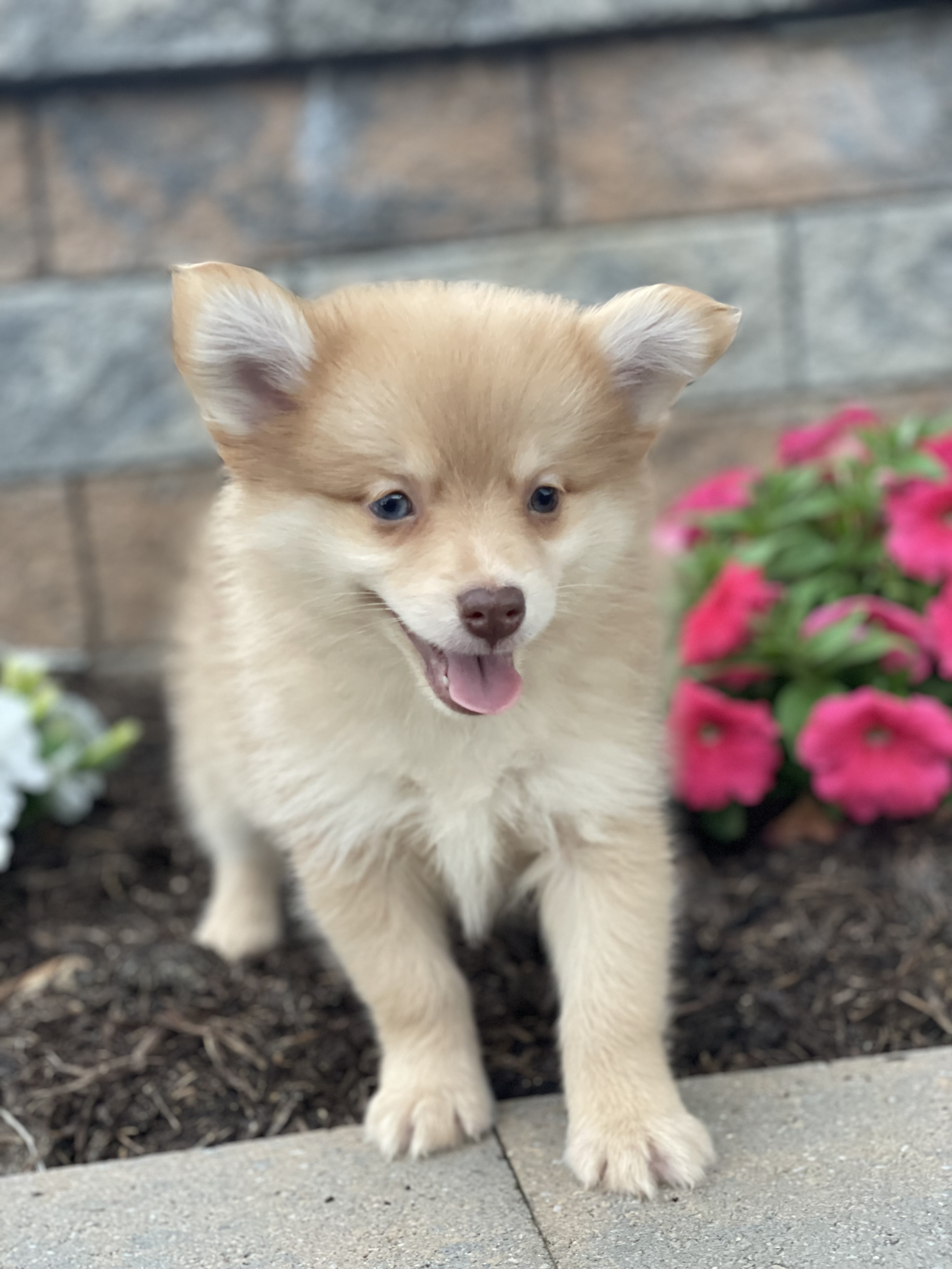 puppy, for, sale, Pomeranian, Curtis  Martin, dog, breeder, Seneca Falls, NY, dog-breeder, puppy-for-sale, forsale, nearby, find, puppyfind, locator, puppylocator, aca