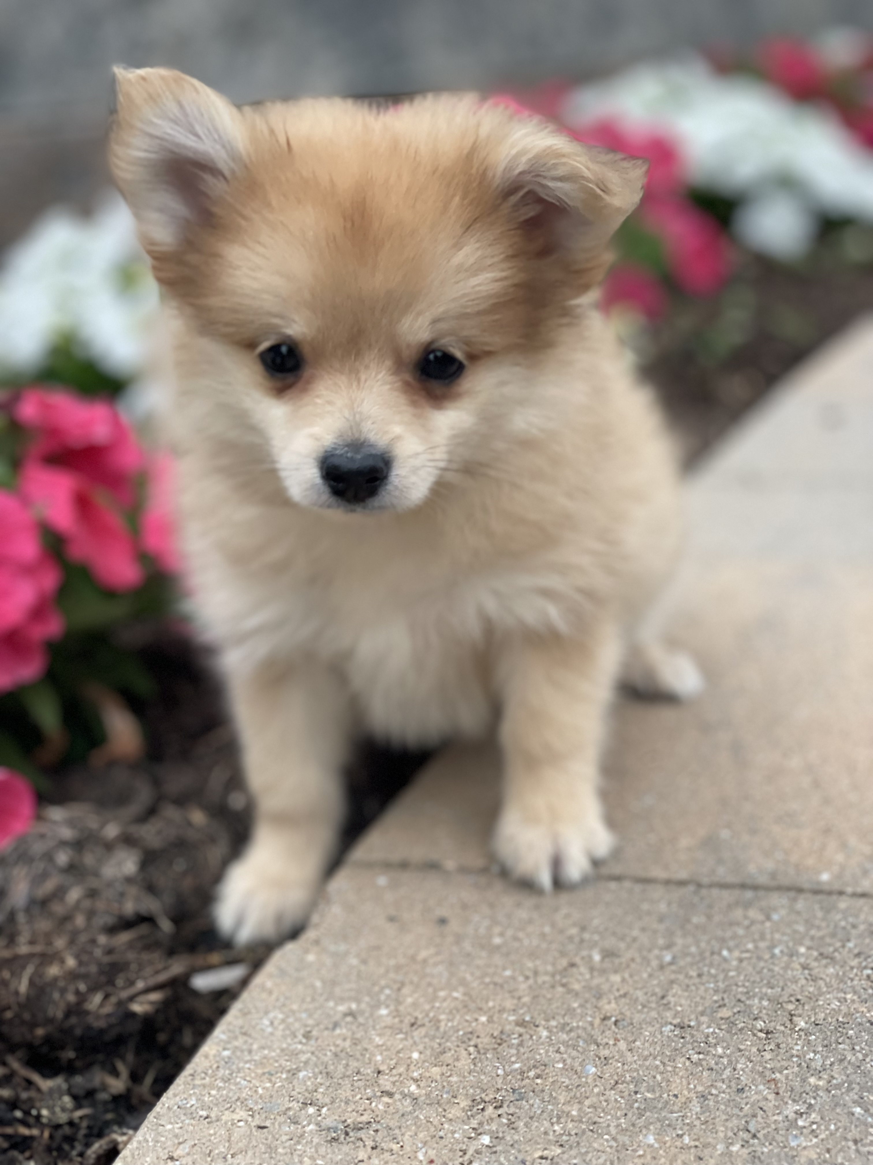 puppy, for, sale, Pomeranian, Curtis  Martin, dog, breeder, Seneca Falls, NY, dog-breeder, puppy-for-sale, forsale, nearby, find, puppyfind, locator, puppylocator, aca