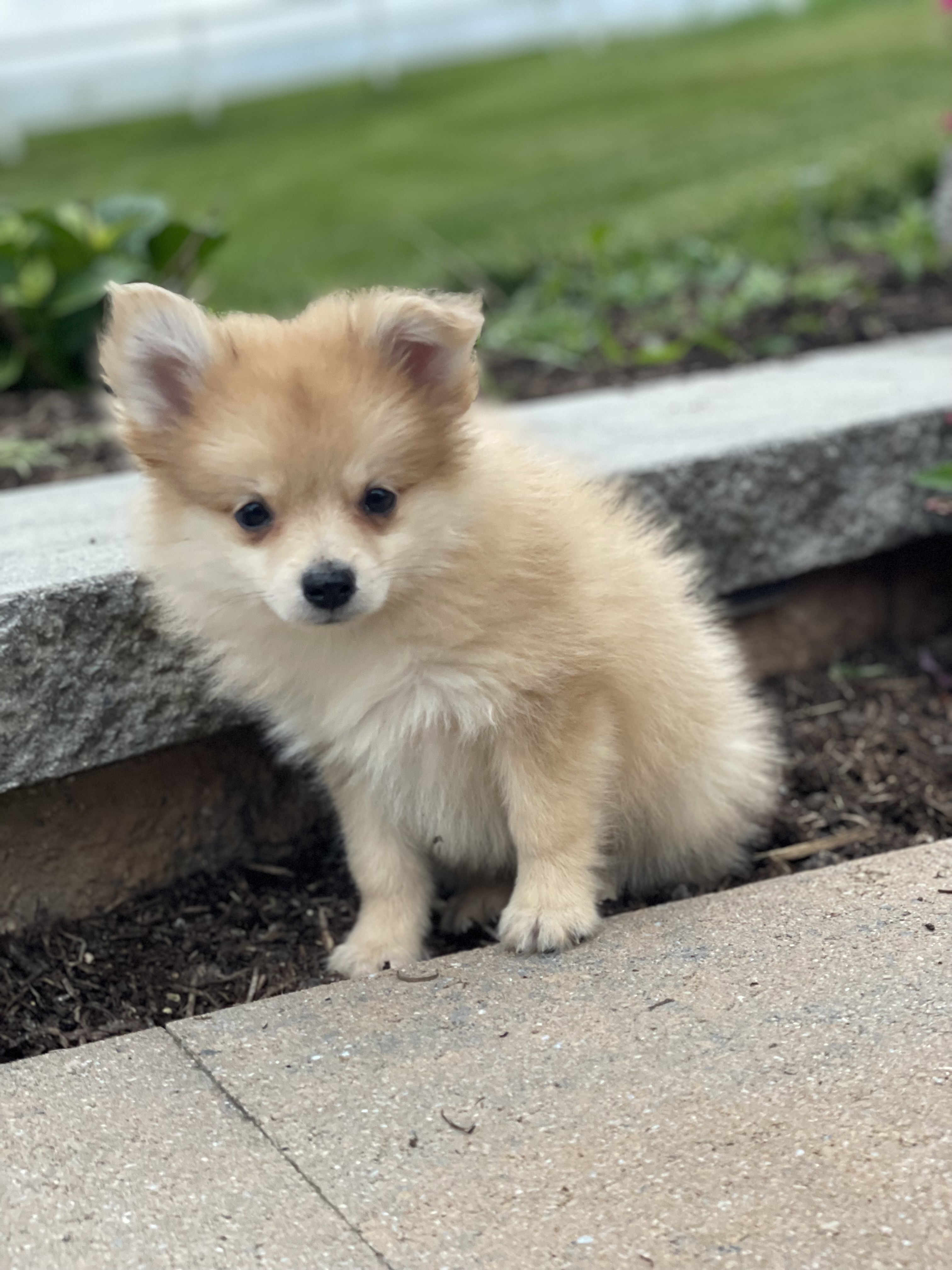 puppy, for, sale, Pomeranian, Curtis  Martin, dog, breeder, Seneca Falls, NY, dog-breeder, puppy-for-sale, forsale, nearby, find, puppyfind, locator, puppylocator, aca