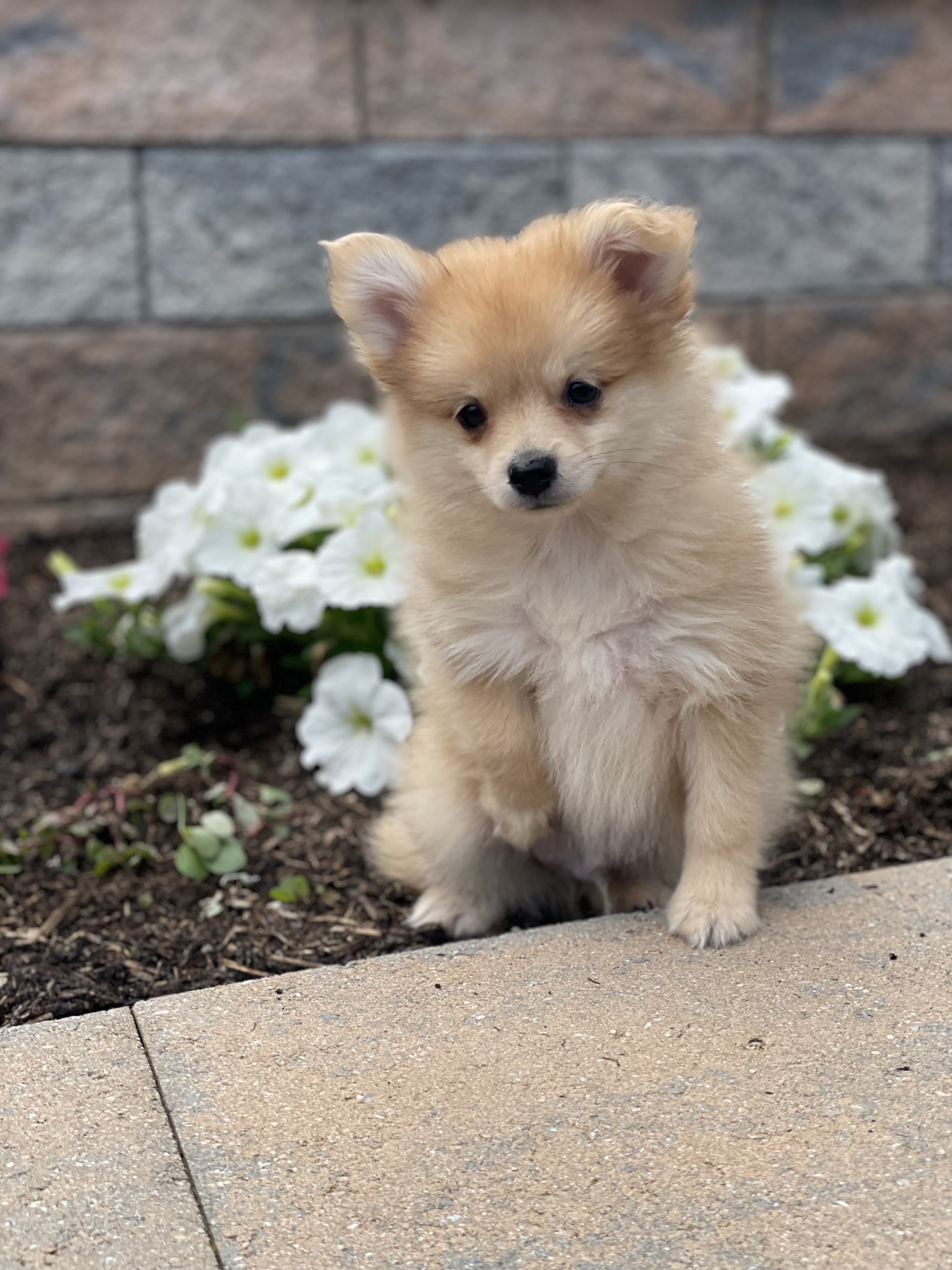 puppy, for, sale, Pomeranian, Curtis  Martin, dog, breeder, Seneca Falls, NY, dog-breeder, puppy-for-sale, forsale, nearby, find, puppyfind, locator, puppylocator, aca