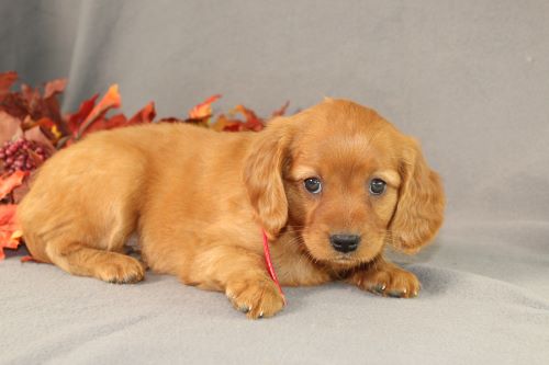 puppy, for, sale, Miniature Golden Retriever, Ivan J. Stoltzfus, dog, breeder, Dornsife, PA, dog-breeder, puppy-for-sale, forsale, nearby, find, puppyfind, locator, puppylocator, aca