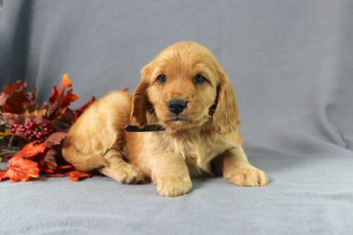 puppy, for, sale, Miniature Golden Retriever, Ivan J. Stoltzfus, dog, breeder, Dornsife, PA, dog-breeder, puppy-for-sale, forsale, nearby, find, puppyfind, locator, puppylocator, aca