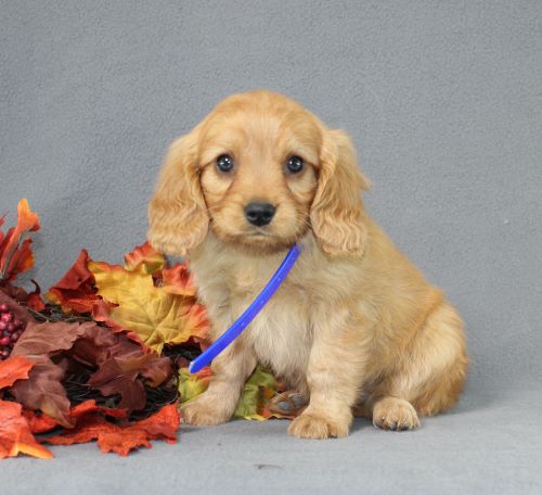 puppy, for, sale, Miniature Golden Retriever, Ivan J. Stoltzfus, dog, breeder, Dornsife, PA, dog-breeder, puppy-for-sale, forsale, nearby, find, puppyfind, locator, puppylocator, aca