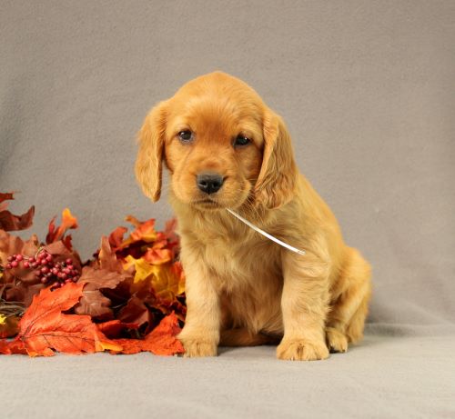 puppy, for, sale, Miniature Golden Retriever, Ivan J. Stoltzfus, dog, breeder, Dornsife, PA, dog-breeder, puppy-for-sale, forsale, nearby, find, puppyfind, locator, puppylocator, aca