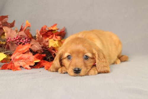 puppy, for, sale, Miniature Golden Retriever, Ivan J. Stoltzfus, dog, breeder, Dornsife, PA, dog-breeder, puppy-for-sale, forsale, nearby, find, puppyfind, locator, puppylocator, aca