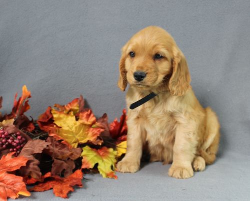 puppy, for, sale, Miniature Golden Retriever, Ivan J. Stoltzfus, dog, breeder, Dornsife, PA, dog-breeder, puppy-for-sale, forsale, nearby, find, puppyfind, locator, puppylocator, aca