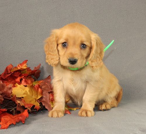 puppy, for, sale, Miniature Golden Retriever, Ivan J. Stoltzfus, dog, breeder, Dornsife, PA, dog-breeder, puppy-for-sale, forsale, nearby, find, puppyfind, locator, puppylocator, aca