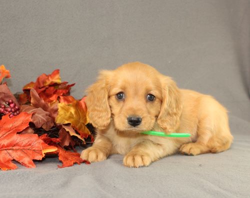 puppy, for, sale, Miniature Golden Retriever, Ivan J. Stoltzfus, dog, breeder, Dornsife, PA, dog-breeder, puppy-for-sale, forsale, nearby, find, puppyfind, locator, puppylocator, aca