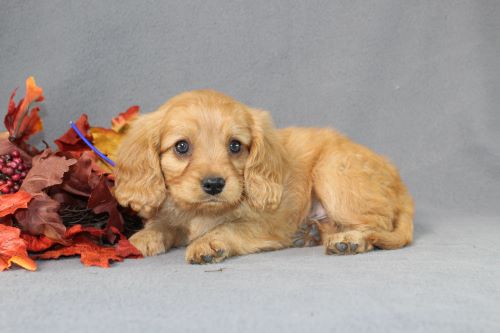 puppy, for, sale, Miniature Golden Retriever, Ivan J. Stoltzfus, dog, breeder, Dornsife, PA, dog-breeder, puppy-for-sale, forsale, nearby, find, puppyfind, locator, puppylocator, aca