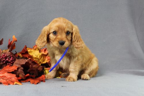 puppy, for, sale, Miniature Golden Retriever, Ivan J. Stoltzfus, dog, breeder, Dornsife, PA, dog-breeder, puppy-for-sale, forsale, nearby, find, puppyfind, locator, puppylocator, aca